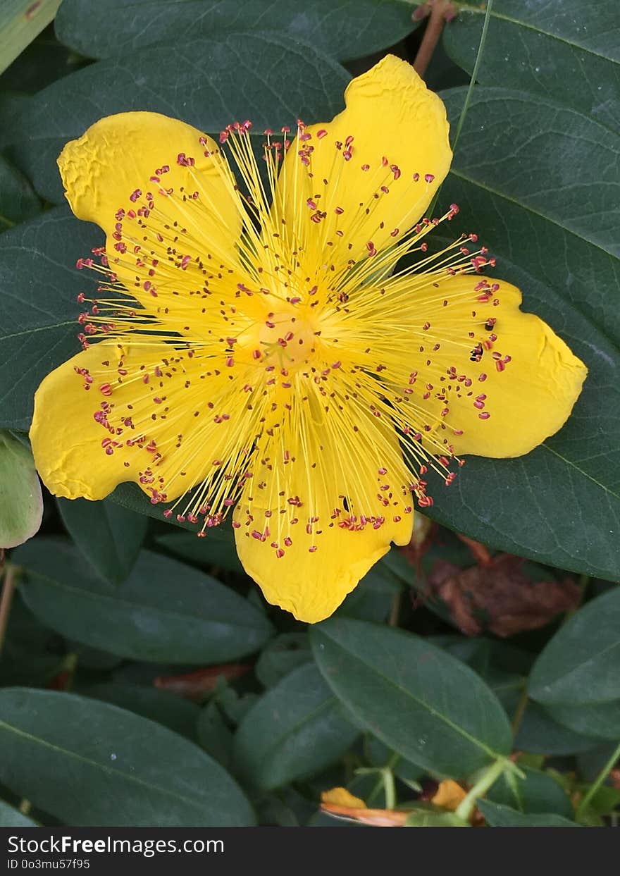 Flower, Yellow, Plant, Hypericaceae