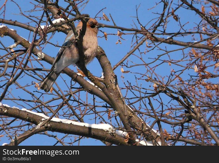 Bird, Branch, Fauna, Tree