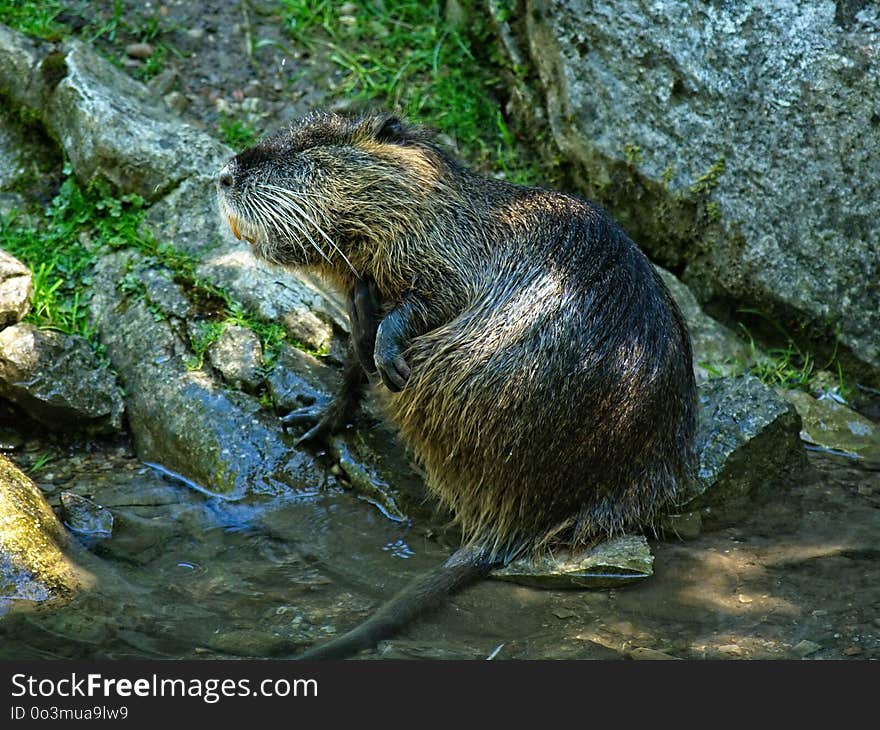 Mammal, Fauna, Beaver, Nature Reserve