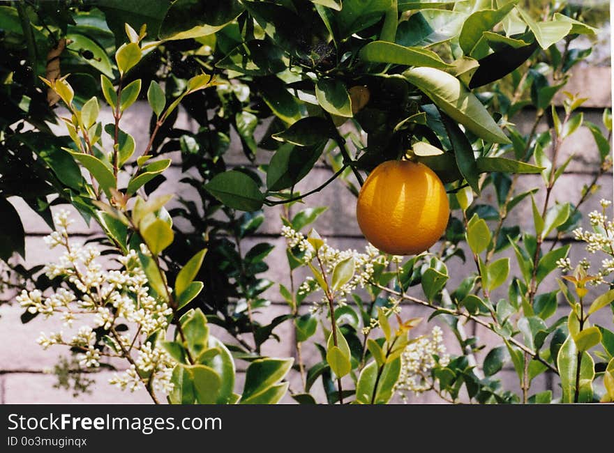 Citrus, Fruit, Plant, Fruit Tree