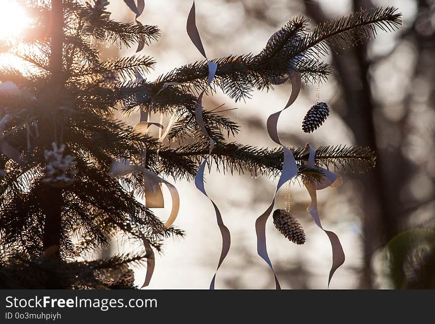 Branch, Tree, Winter, Twig