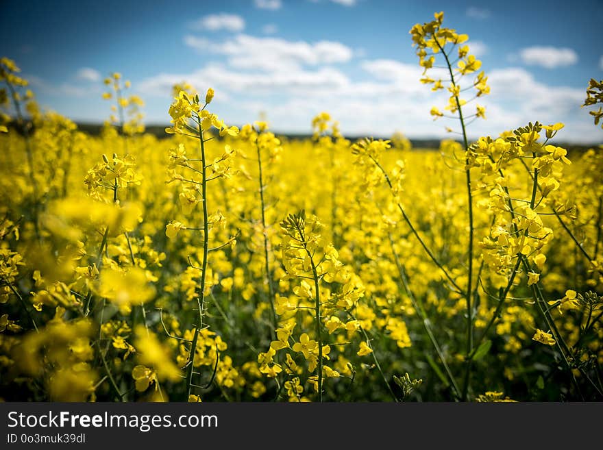 Rapeseed, Canola, Yellow, Mustard Plant