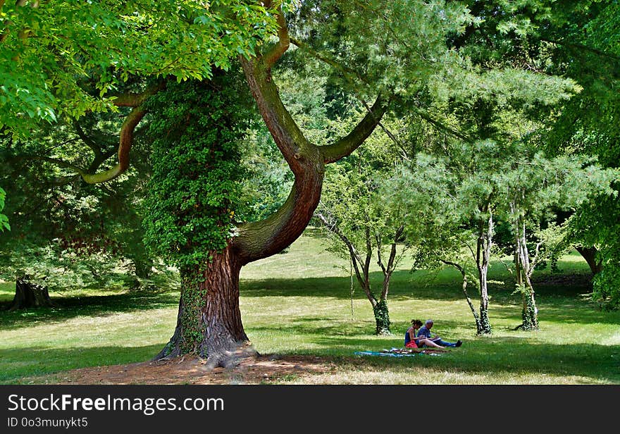 Tree, Woody Plant, Plant, Grass