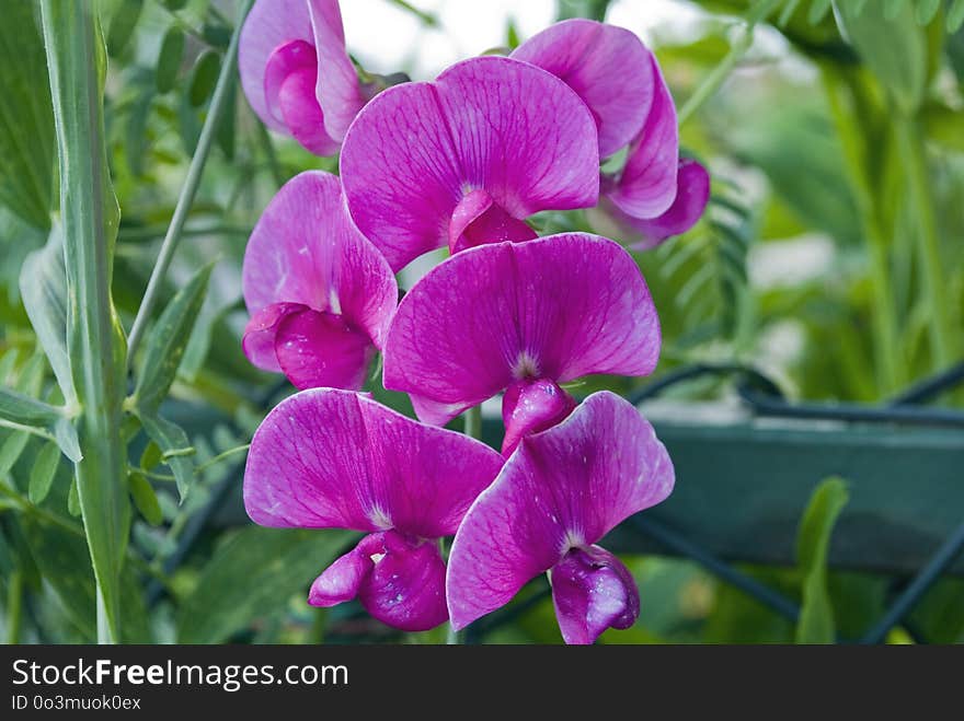 Flower, Plant, Pink, Everlasting Sweet Pea