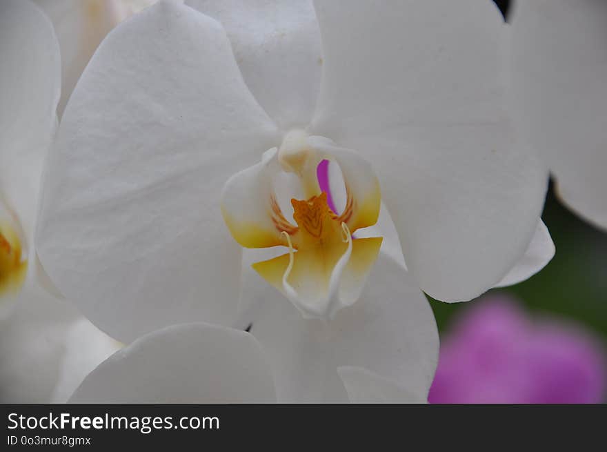 Flower, White, Flowering Plant, Petal