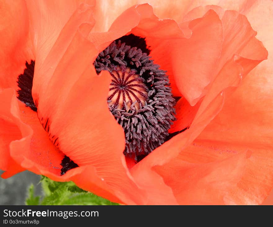 Flower, Flowering Plant, Petal, Poppy