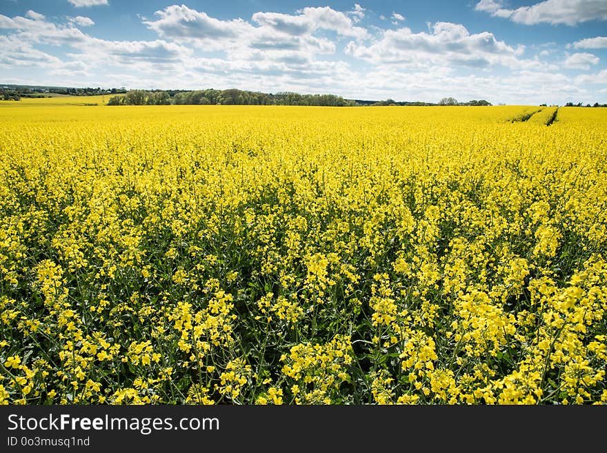 Rapeseed, Canola, Yellow, Field