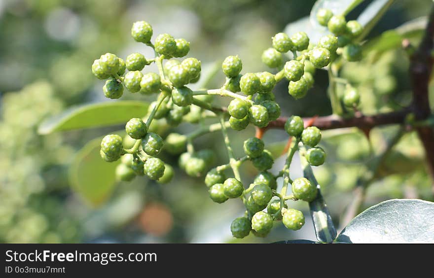 Grapevine Family, Grape, Vitis, Subshrub