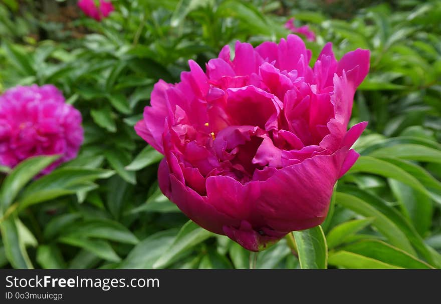 Flower, Plant, Peony, Flowering Plant