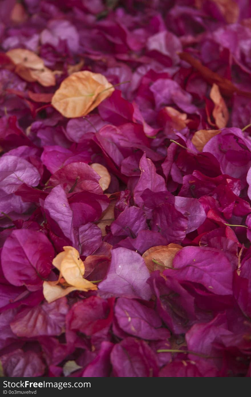 Flower, Violet, Purple, Petal