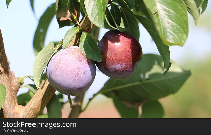 Fruit, Peach, Fruit Tree, Produce