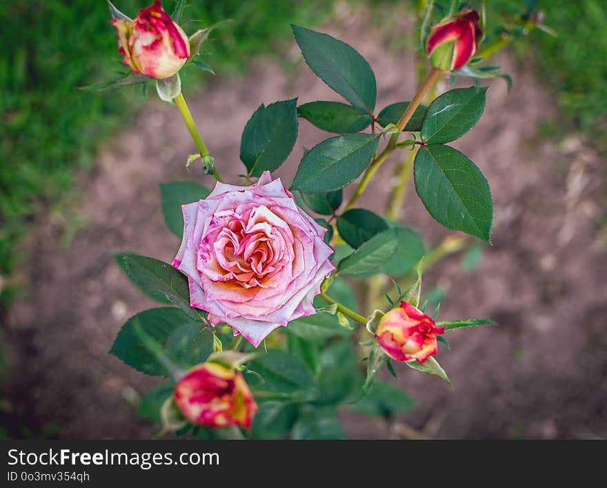 Flower, Plant, Rose Family, Flowering Plant