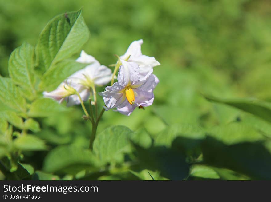 Flower, Plant, Flora, Flowering Plant