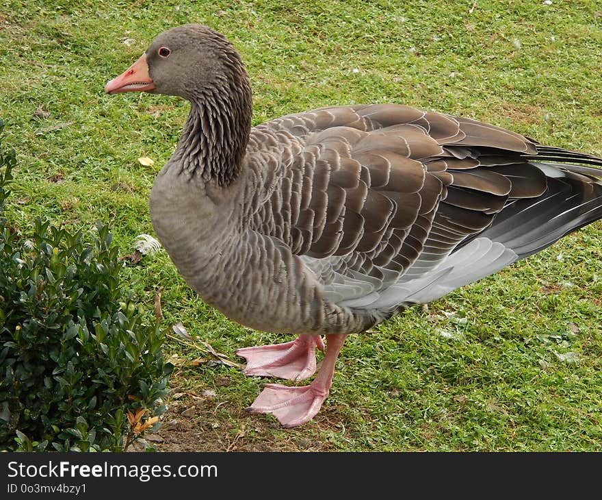 Bird, Fauna, Goose, Beak