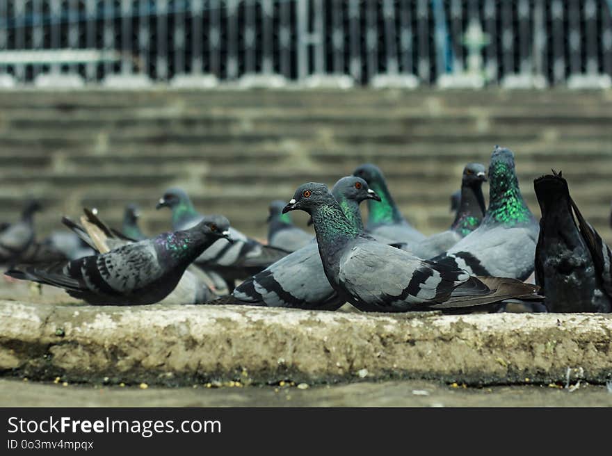 Pigeons And Doves, Fauna, Bird, Beak