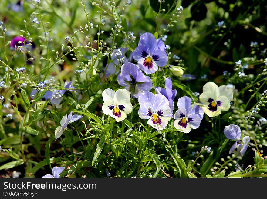 Flower, Plant, Flora, Flowering Plant