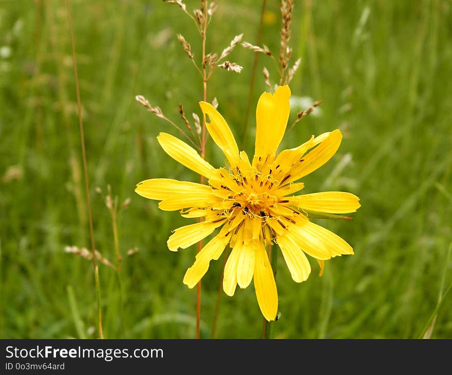 Flower, Yellow, Flora, Wildflower