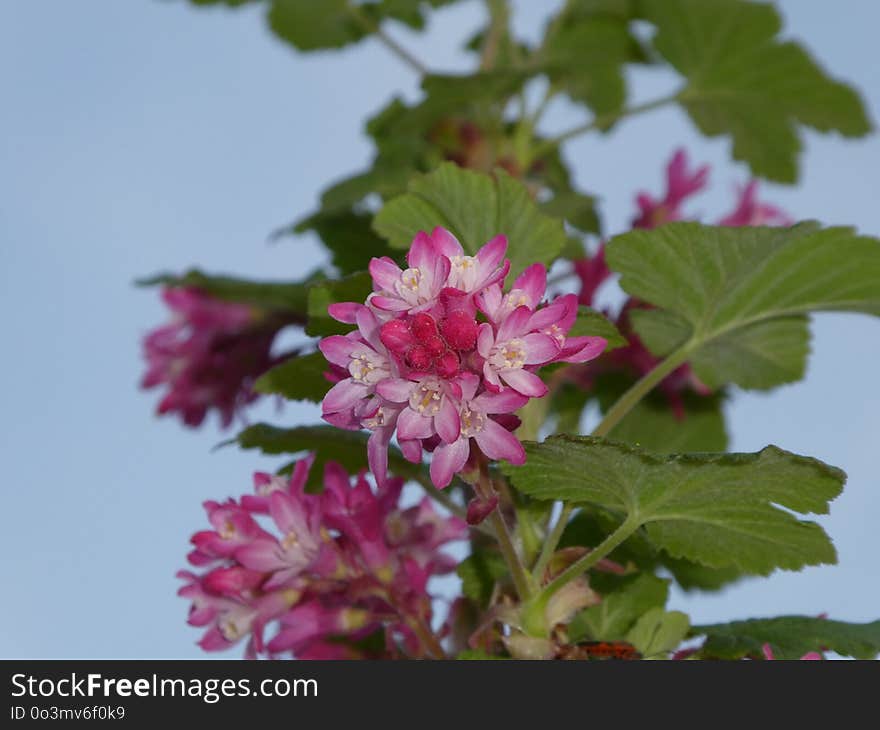 Flower, Plant, Subshrub