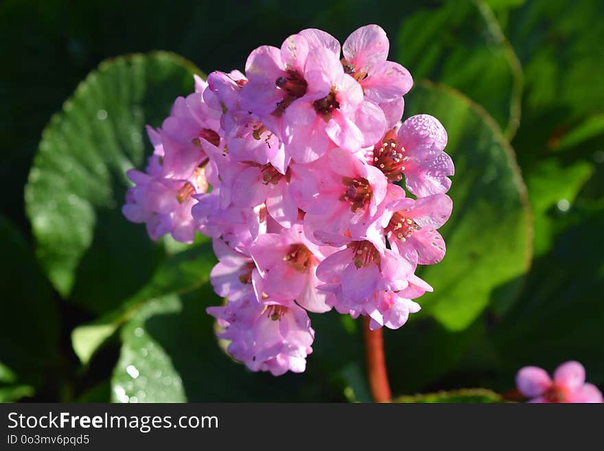 Flower, Flowering Plant, Plant, Flora