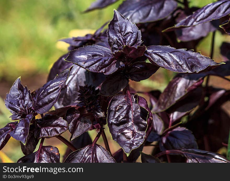 Plant, Purple, Flora, Leaf