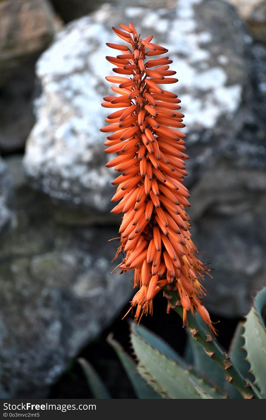 Flora, Torch Lily, Plant, Xanthorrhoeaceae