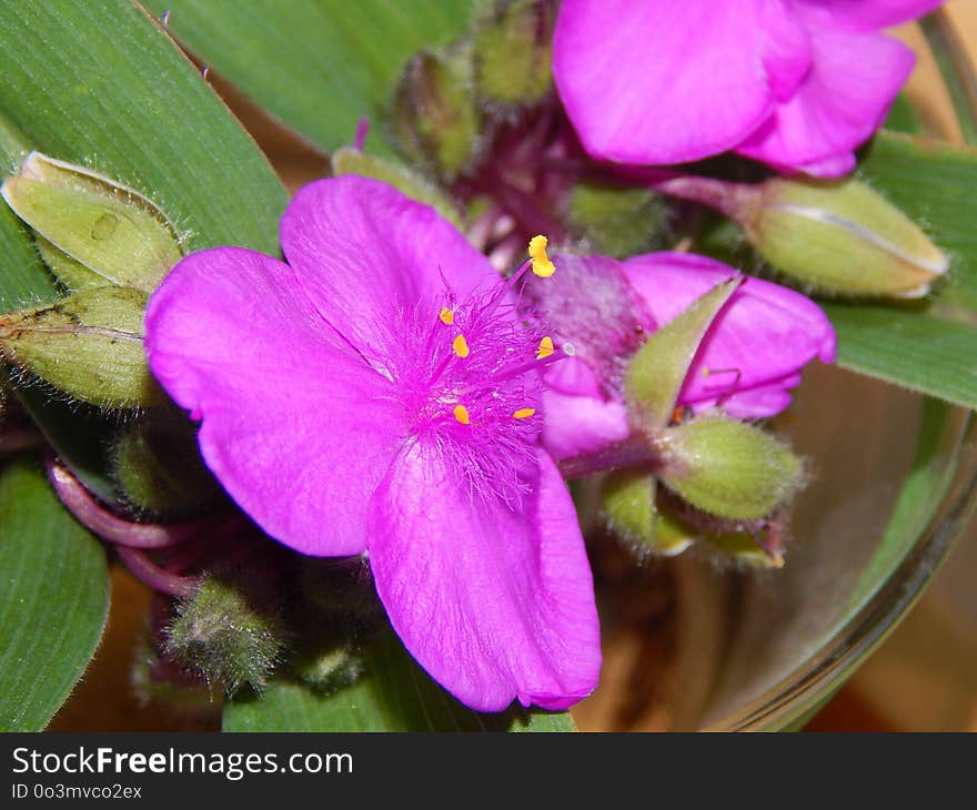 Flower, Flora, Plant, Purple