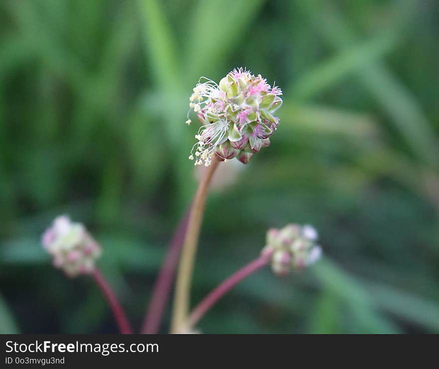 Flower, Plant, Flora, Subshrub