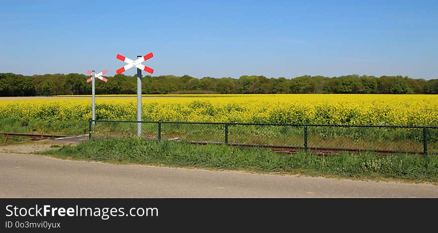 Field, Yellow, Road, Canola