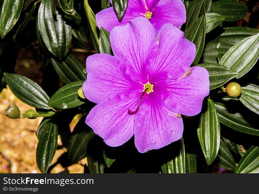 Flower, Plant, Flora, Purple