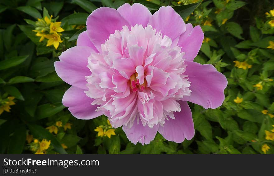 Flower, Plant, Flowering Plant, Peony