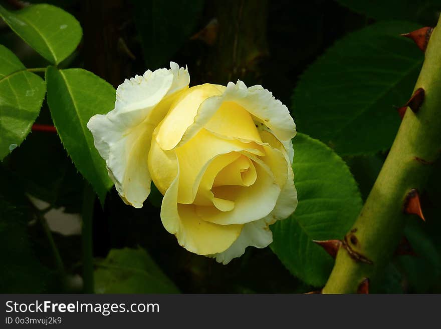 Flower, Yellow, Rose Family, Plant