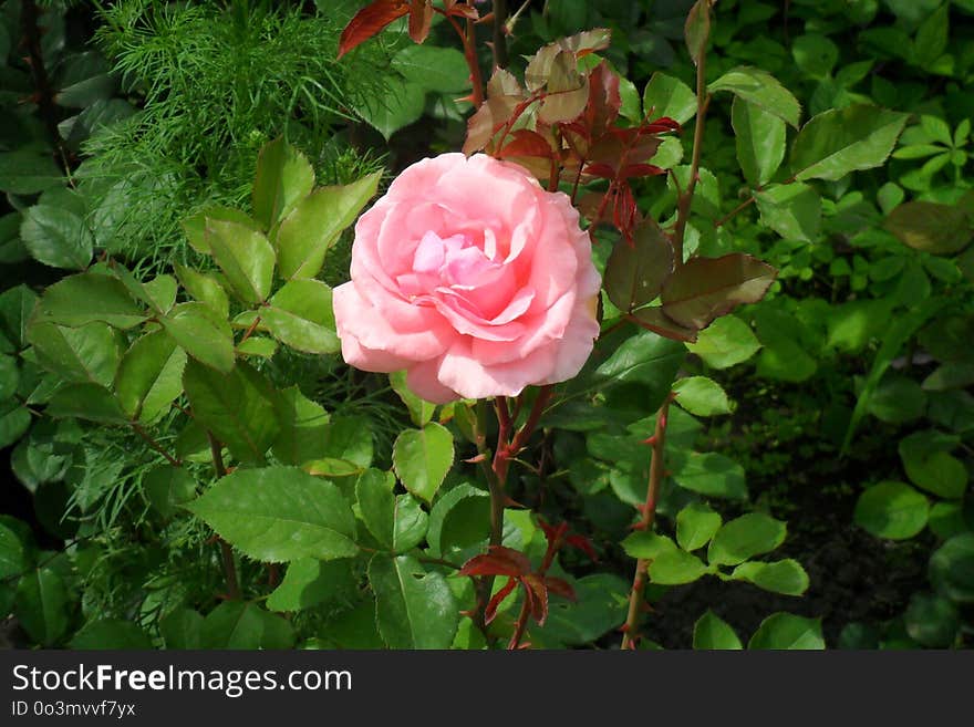 Rose, Flower, Rose Family, Plant