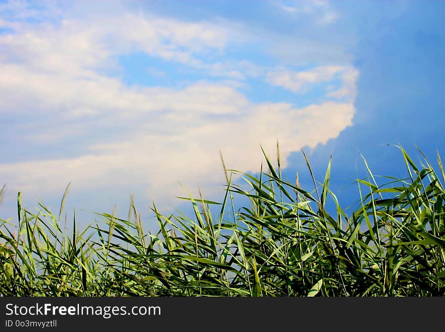 Sky, Field, Crop, Vegetation