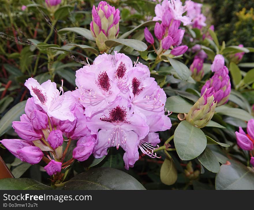 Flower, Plant, Woody Plant, Flowering Plant