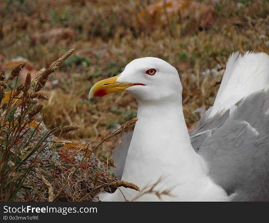 Bird, Gull, Seabird, Beak