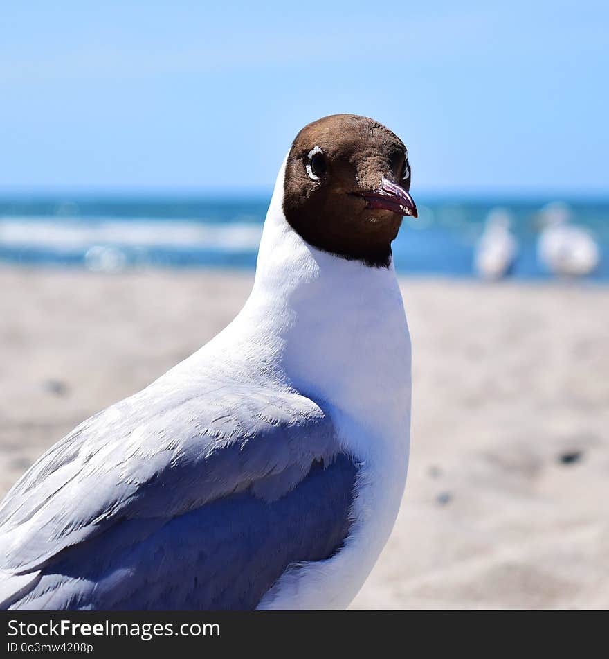 Bird, Fauna, Beak, Seabird