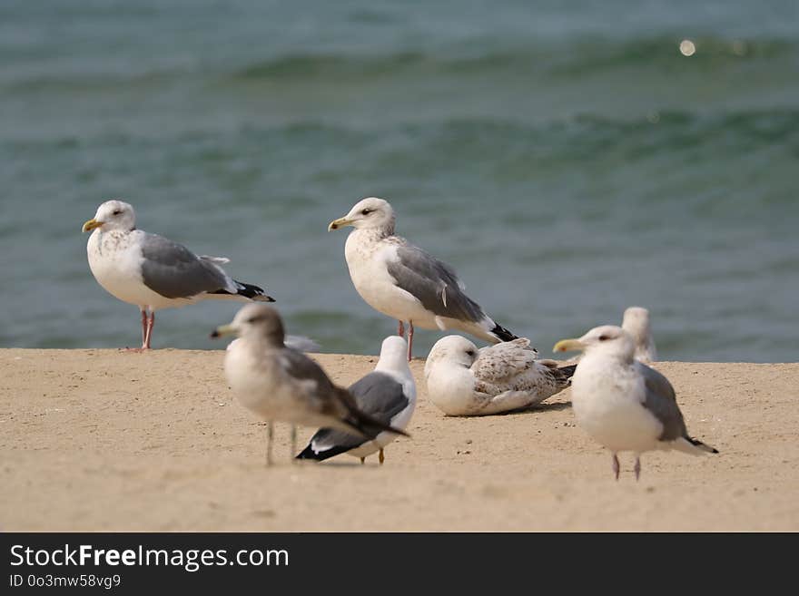 Bird, Gull, Seabird, Shore