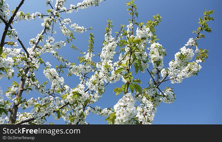 Branch, Blossom, Sky, Spring