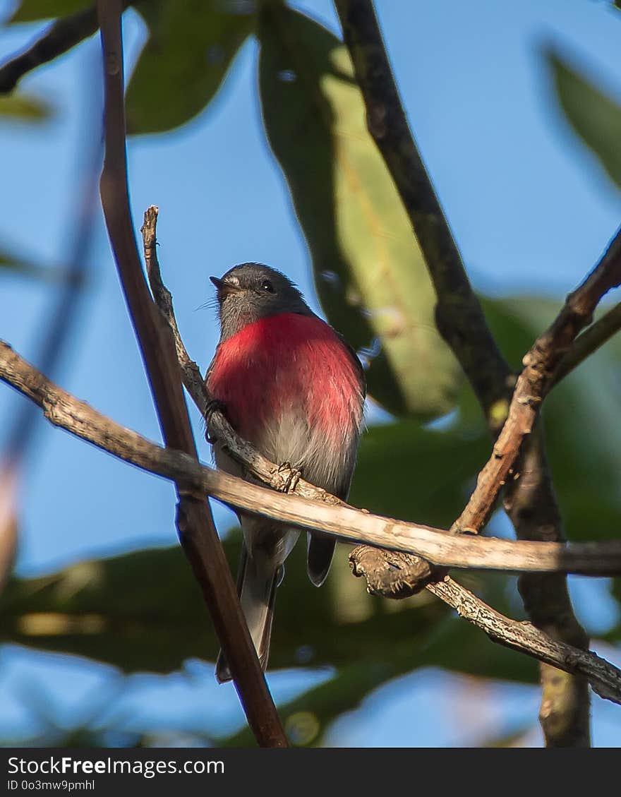 Bird, Fauna, Beak, Branch