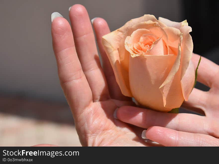 Rose, Rose Family, Flower, Close Up