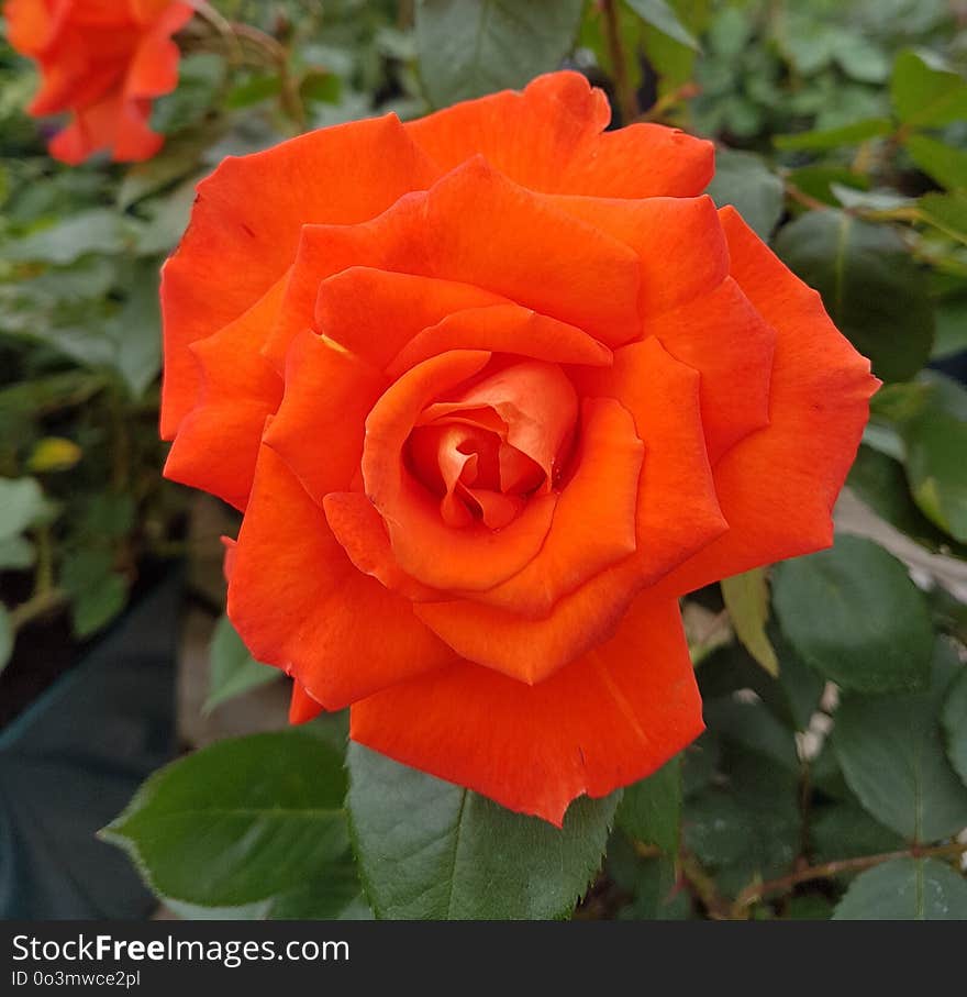 Rose, Rose Family, Flower, Floribunda