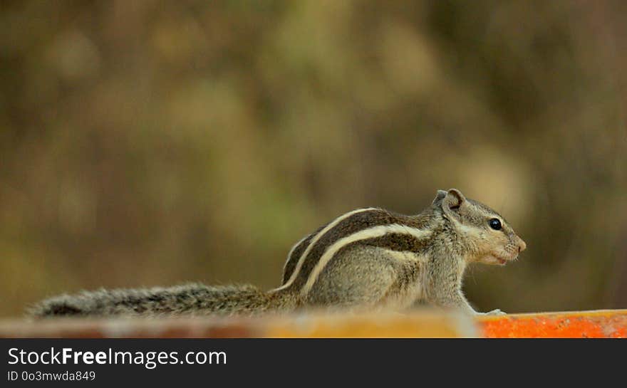 Squirrel, Chipmunk, Fauna, Mammal