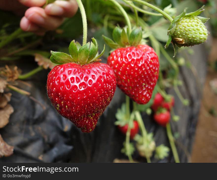 Strawberry, Strawberries, Natural Foods, Fruit