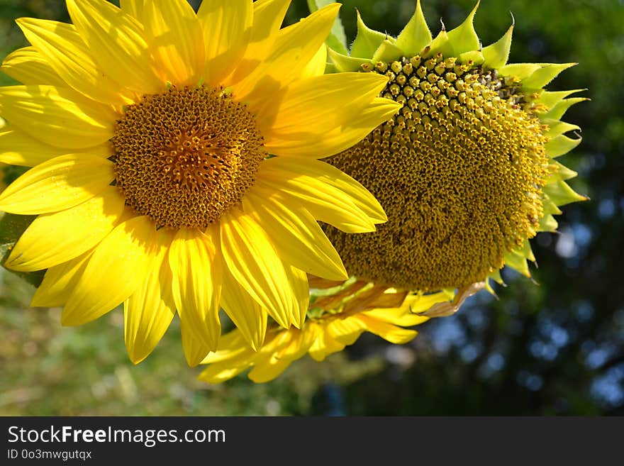 Flower, Sunflower, Yellow, Sunflower Seed