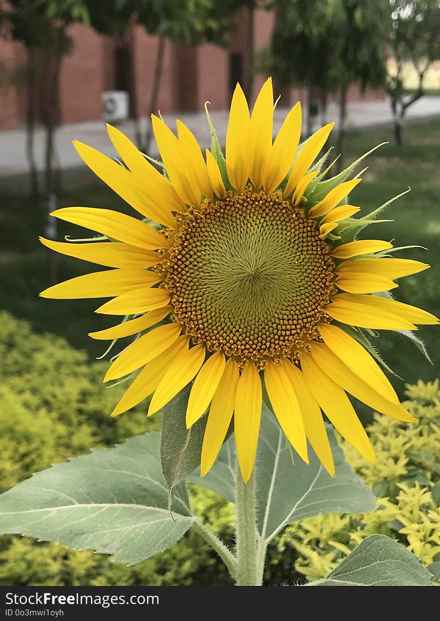 Flower, Sunflower, Plant, Yellow