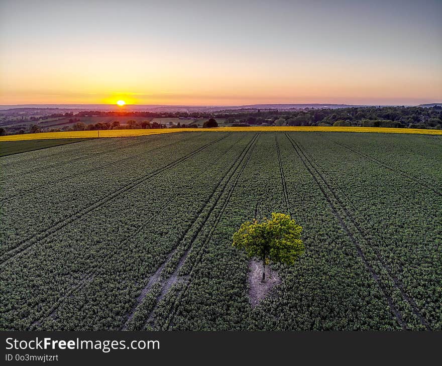 Field, Horizon, Sky, Dawn