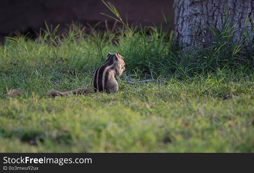 Wildlife, Fauna, Ecosystem, Mammal