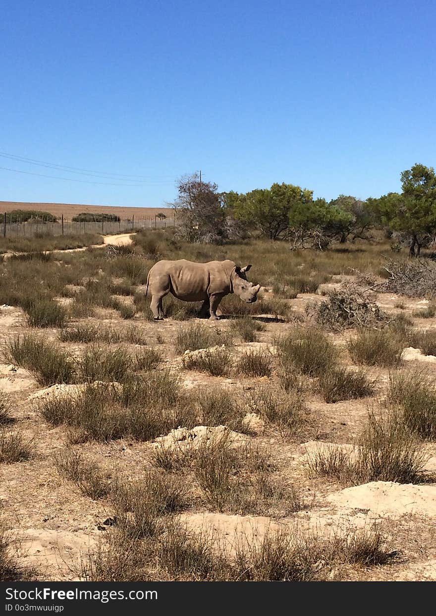 Ecosystem, Wilderness, Shrubland, Grassland