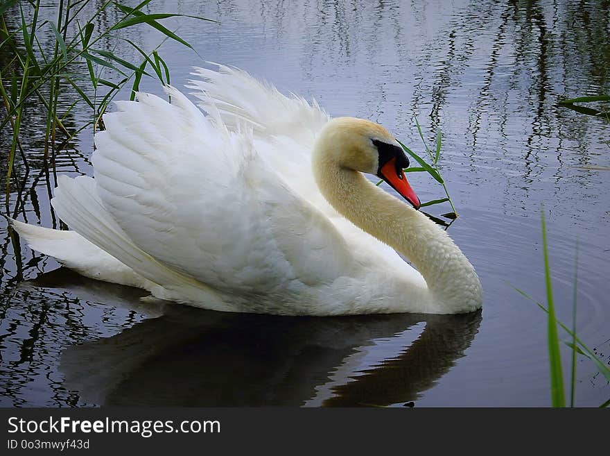 Bird, Swan, Water, Water Bird