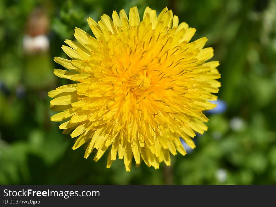 Flower, Yellow, Dandelion, Sow Thistles